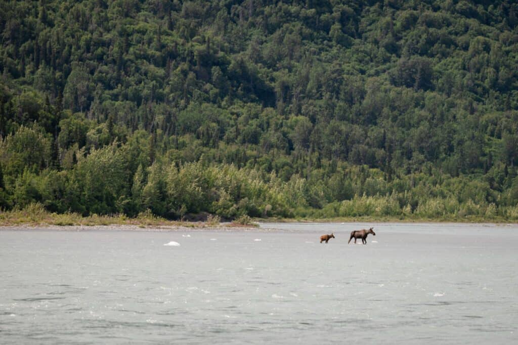 a moose and calf crossing the knik river in Alaska